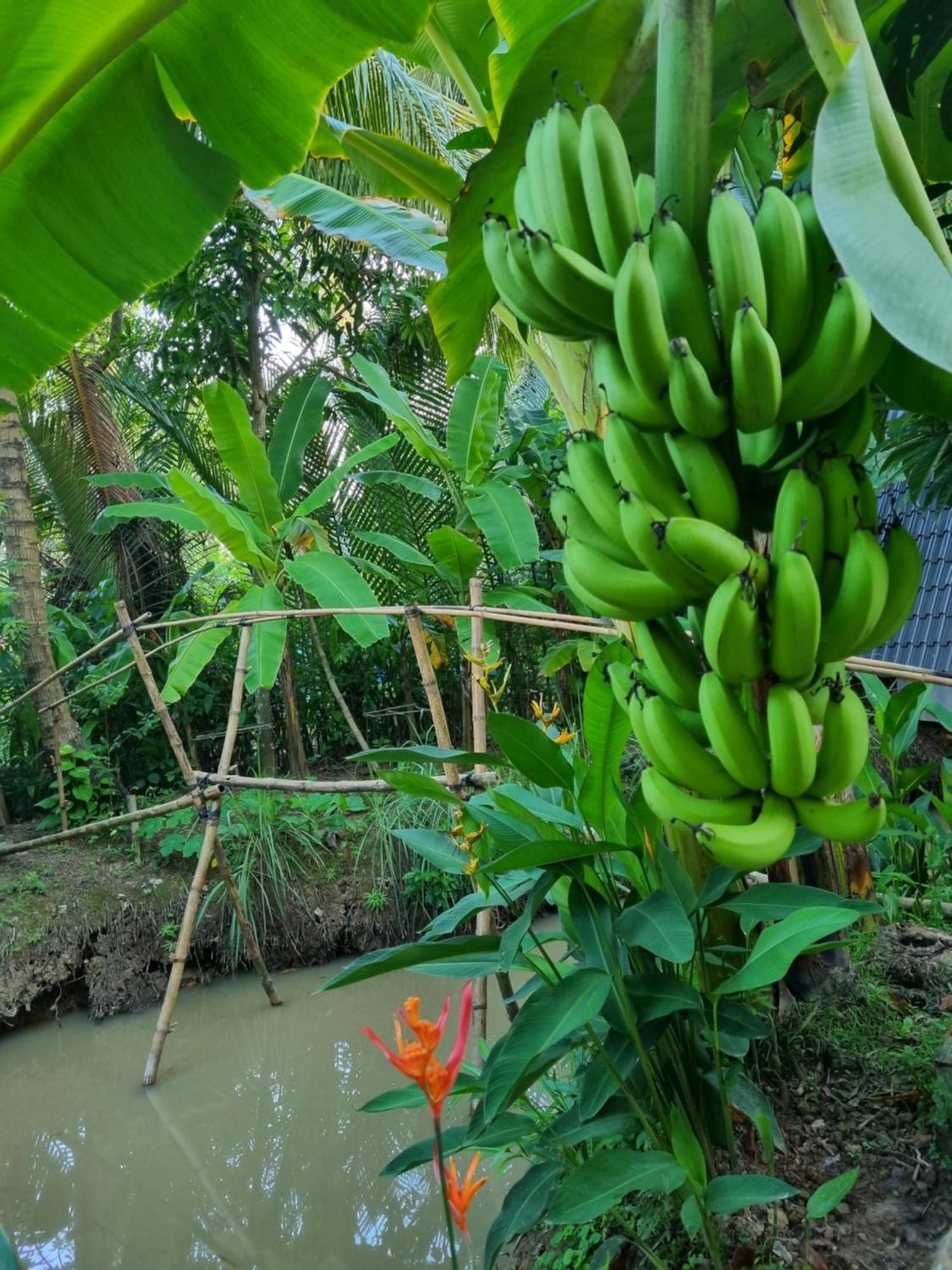 Homestay Nam Ham Luong Ben Tre ภายนอก รูปภาพ