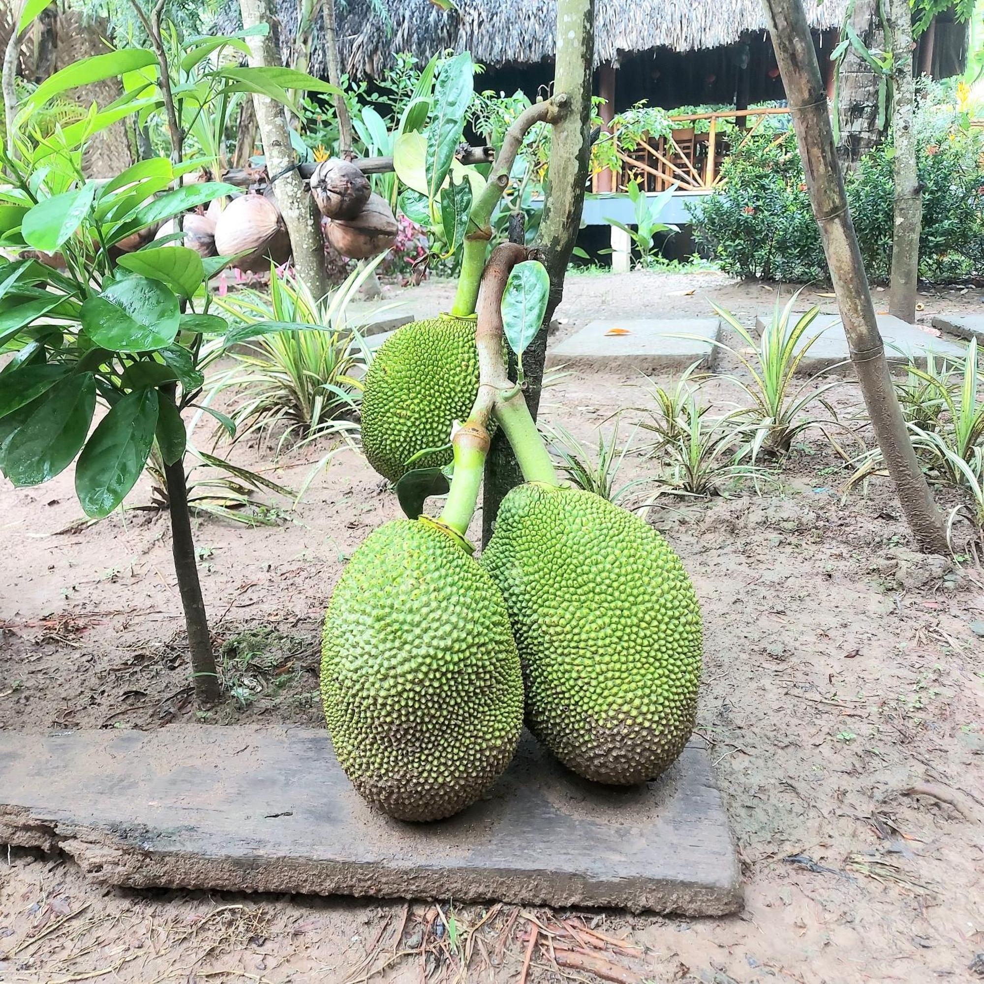 Homestay Nam Ham Luong Ben Tre ภายนอก รูปภาพ
