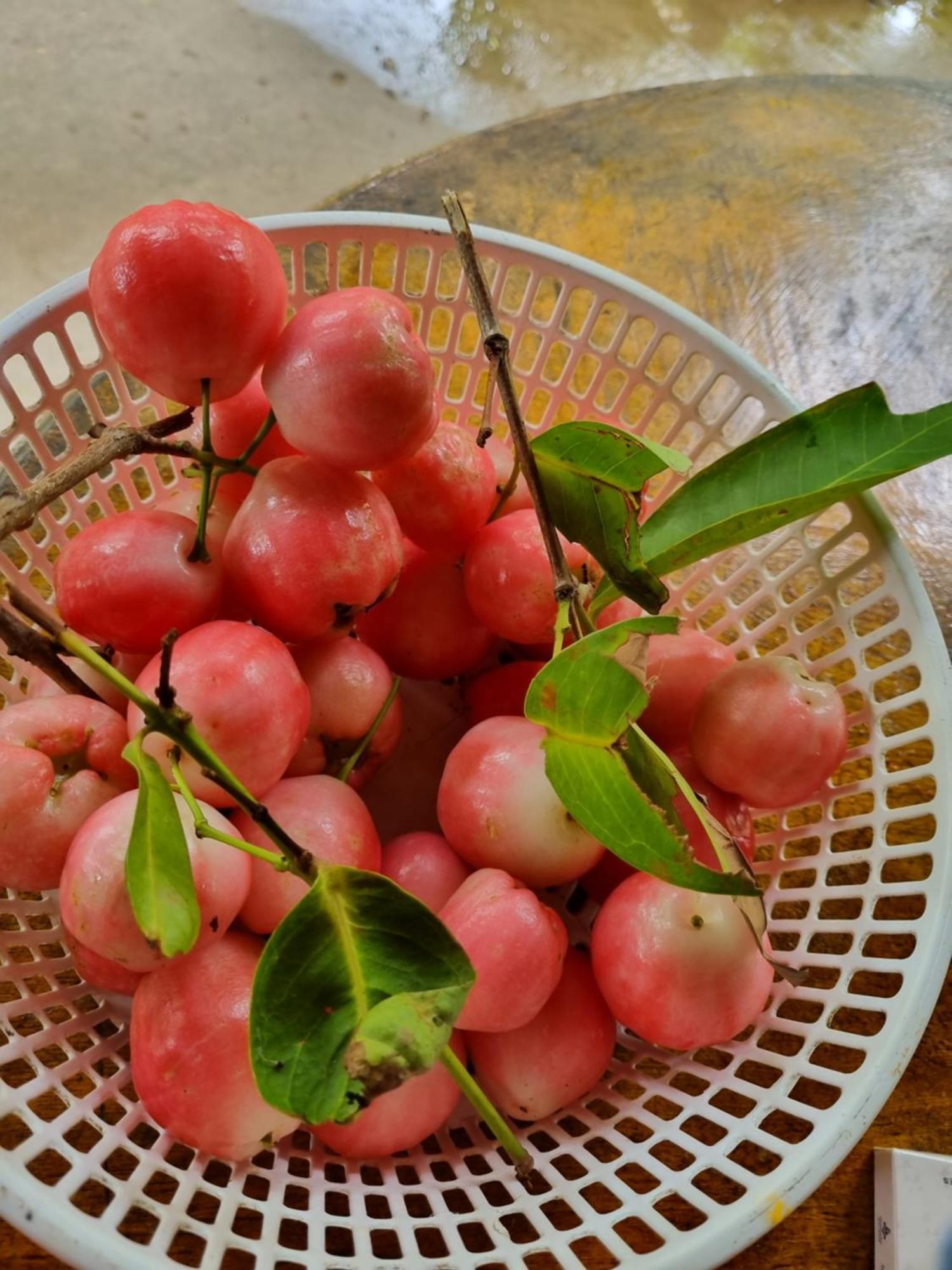 Homestay Nam Ham Luong Ben Tre ภายนอก รูปภาพ